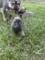 BLUE and TAN, a female French Bulldog for sale in Dunnellon, FL – 4 of 10