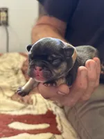 Brownie - BLACK & TAN, a male French Bulldog for sale in Dunnellon, FL – 5 of 7