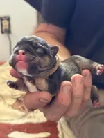 Brownie - BLACK & TAN, a male French Bulldog for sale in Dunnellon, FL – 7 of 7