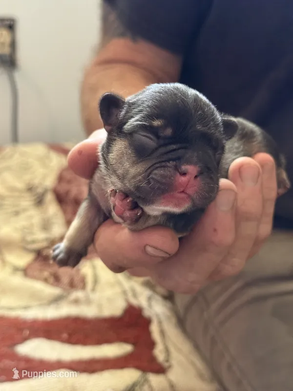 Brownie - BLACK & TAN – French Bulldog puppy for sale in Dunnellon, FL