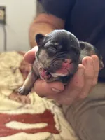 Brownie - BLACK & TAN, a male French Bulldog for sale in Dunnellon, FL – 1 of 7