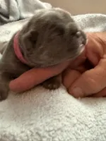 Pink - RARE SOLID BLUE, a female French Bulldog for sale in Dunnellon, FL – 2 of 4