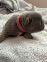 Pink - RARE SOLID BLUE, a female French Bulldog for sale in Dunnellon, FL – 3 of 4