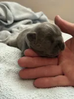 Purple -  RARE SOLID BLUE , a female French Bulldog for sale in Dunnellon, FL – 4 of 4
