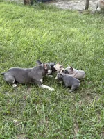 Purple -  RARE SOLID BLUE , a female French Bulldog for sale in Dunnellon, FL – 3 of 8