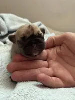 Yellow , a female French Bulldog for sale in Dunnellon, FL – 3 of 5