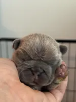 Blue - RARE LILAC COLORING, a male French Bulldog for sale in Dunnellon, FL – 2 of 2