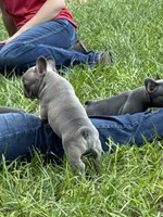 Blue - RARE COLORING, a male French Bulldog for sale in Dunnellon, FL – 3 of 9