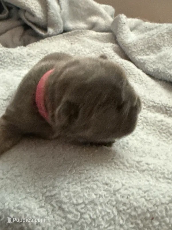 Pink - RARE SOLID BLUE – French Bulldog puppy for sale in Dunnellon, FL