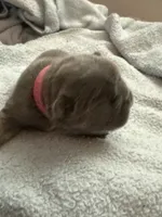 Pink - RARE SOLID BLUE, a female French Bulldog for sale in Dunnellon, FL – 1 of 4
