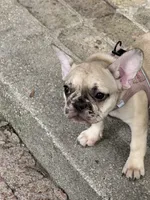 Pink , a female French Bulldog for sale in Dunnellon, FL – 6 of 9