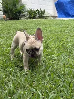 Pink , a female French Bulldog for sale in Dunnellon, FL – 9 of 9