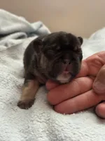 Brownie - BLACK & TAN, a male French Bulldog for sale in Dunnellon, FL – 6 of 7