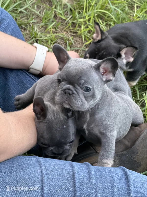BLUE and TAN – French Bulldog puppy for sale in Dunnellon, FL