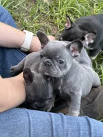 BLUE and TAN, a female French Bulldog for sale in Dunnellon, FL – 1 of 10