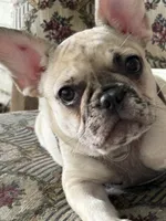 Pink , a female French Bulldog for sale in Dunnellon, FL – 4 of 9
