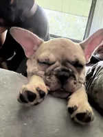 Pink , a female French Bulldog for sale in Dunnellon, FL – 7 of 9