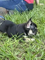 Brownie - BLACK & TAN, a male French Bulldog for sale in Dunnellon, FL – 4 of 9