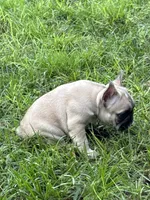 Yellow , a female French Bulldog for sale in Dunnellon, FL – 2 of 10