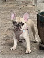 Pink , a female French Bulldog for sale in Dunnellon, FL – 2 of 9