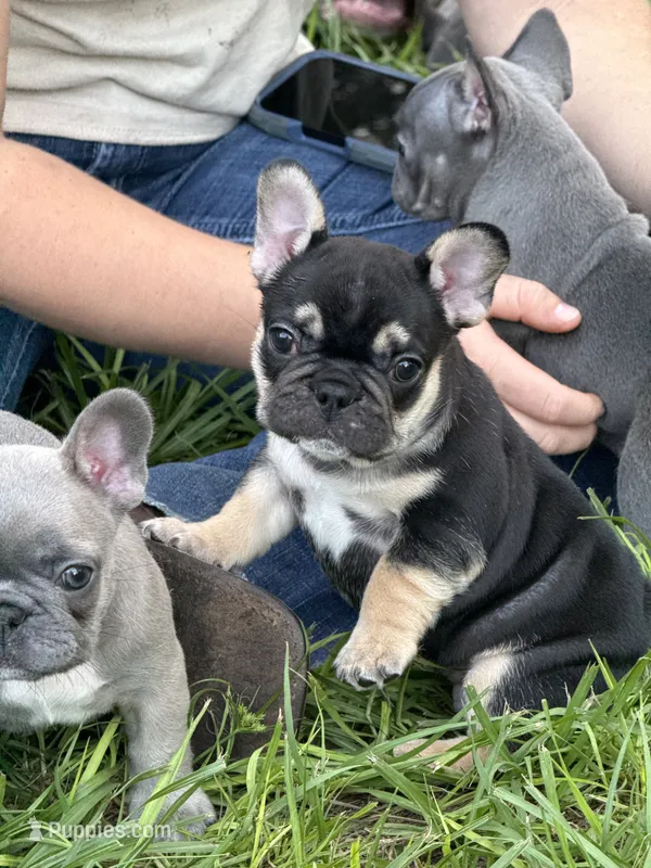 Brownie - BLACK & TAN – French Bulldog puppy for sale in Dunnellon, FL
