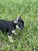 Brownie - BLACK & TAN, a male French Bulldog for sale in Dunnellon, FL – 6 of 9