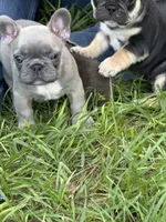 Blue - RARE COLORING, a male French Bulldog for sale in Dunnellon, FL – 4 of 9