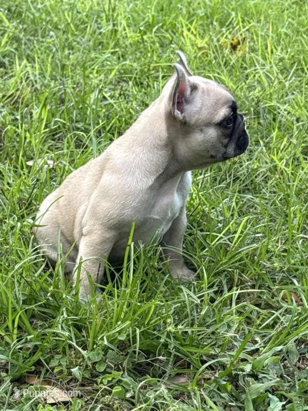 Yellow  – French Bulldog puppy for sale in Dunnellon, FL