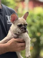 Pink , a female French Bulldog for sale in Dunnellon, FL – 3 of 9