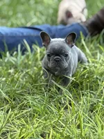 BLUE and TAN, a female French Bulldog for sale in Dunnellon, FL – 6 of 10