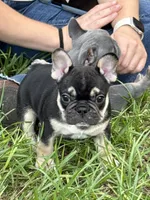 Brownie - BLACK & TAN, a male French Bulldog for sale in Dunnellon, FL – 5 of 9