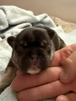 Brownie - BLACK & TAN, a male French Bulldog for sale in Dunnellon, FL – 2 of 7