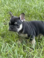 Brownie - BLACK & TAN, a male French Bulldog for sale in Dunnellon, FL – 2 of 9