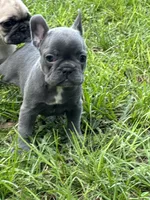 Purple -  RARE SOLID BLUE , a female French Bulldog for sale in Dunnellon, FL – 2 of 8