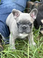 Blue - RARE COLORING, a male French Bulldog for sale in Dunnellon, FL – 1 of 9