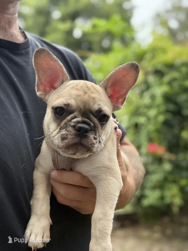 Pink  – French Bulldog puppy for sale in Dunnellon, FL