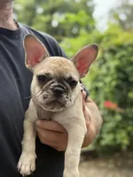 Pink , a female French Bulldog for sale in Dunnellon, FL – 1 of 9
