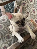 Pink , a female French Bulldog for sale in Dunnellon, FL – 5 of 9