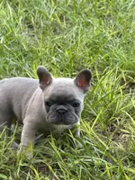 Blue - RARE COLORING, a male French Bulldog for sale in Dunnellon, FL – 2 of 9