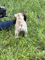 Yellow , a female French Bulldog for sale in Dunnellon, FL – 3 of 10