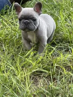 Blue - RARE COLORING, a male French Bulldog for sale in Dunnellon, FL – 6 of 9