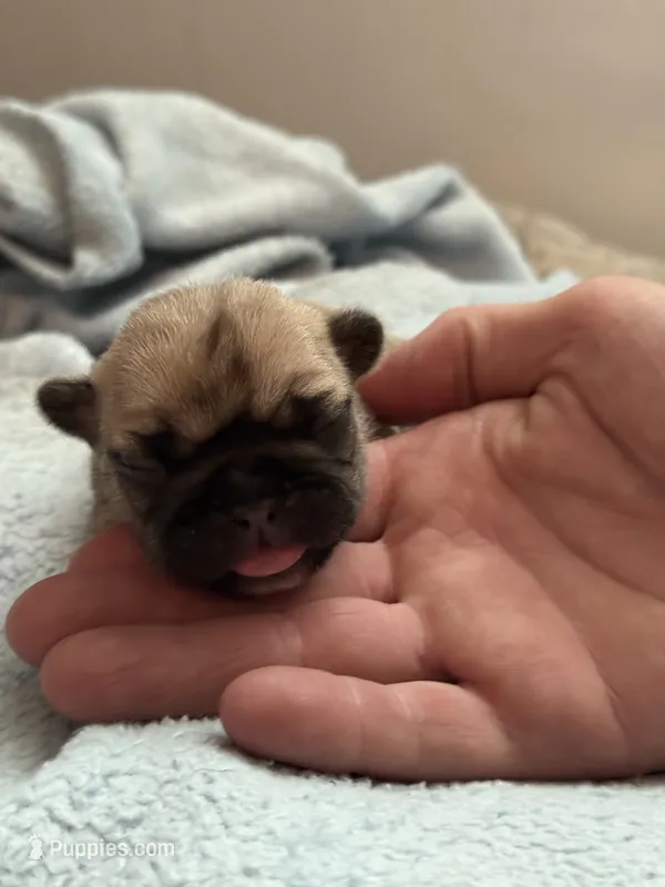 Yellow  – French Bulldog puppy for sale in Dunnellon, FL