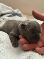 Purple -  RARE SOLID BLUE , a female French Bulldog for sale in Dunnellon, FL – 2 of 4