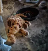 Tim McGraw, a male Cockapoo for sale in Darlington, SC – 3 of 3