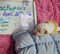 Ella, a female Cockapoo for sale in Darlington, SC – 3 of 4