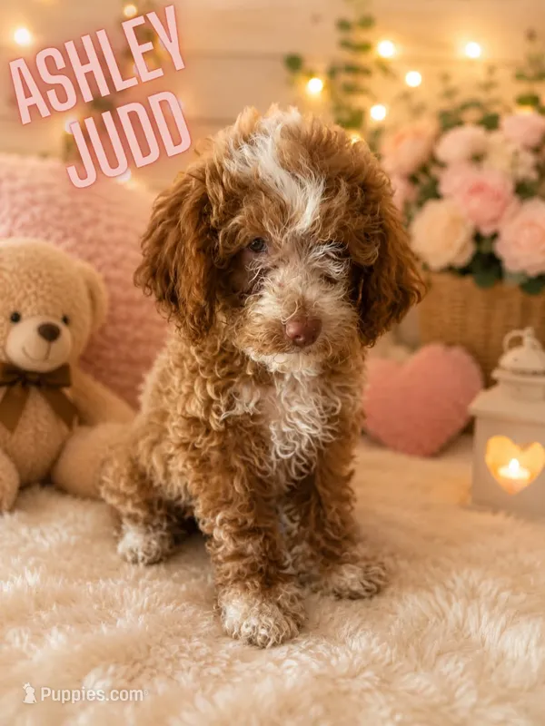 Ashley – Cockapoo puppy for sale in Darlington, SC