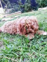 Jason, a male Cockapoo for sale in Darlington, SC – 2 of 2