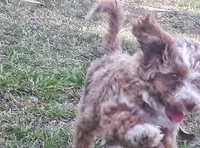 Ashley Judd, a female Cockapoo for sale in Darlington, SC – 2 of 2