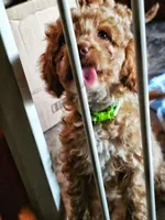 Faith Hill, a female Cockapoo for sale in Darlington, SC – 2 of 4