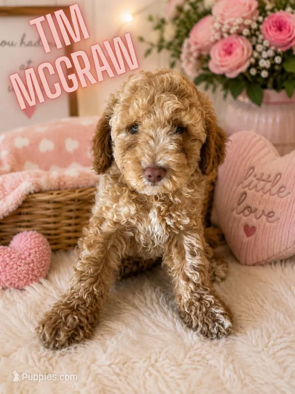 Tim McGraw – Cockapoo puppy for sale in Darlington, SC